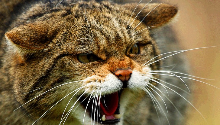 Само за около седмица жената от Пловдив била нападната на два пъти от жълто-кафява улична котка Само за около седмица жената от Пловдив била нападната на два пъти от жълто-кафява улична котка