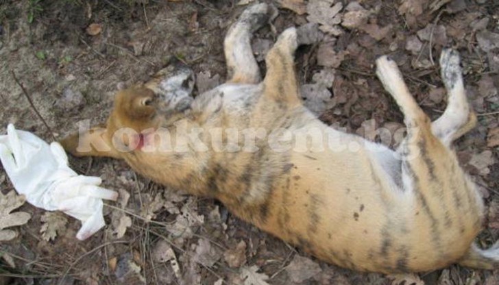 Полицията на Медковец издирва неизвестен, гръмнал домашно куче Полицията на Медковец издирва неизвестен, гръмнал домашно куче