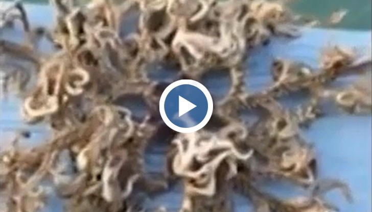 Рибар обяви, че е уловил "извънземно" създание, което прилича на октопод и има 100 пипала