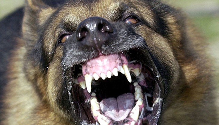 Впоследствие пострадалите били транспортирани в разградската болница за допълнително лечение