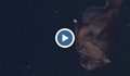 Учени заснеха първите снимки и видео на морски дявол