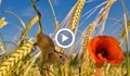 Полски мишки пречат на зърнопроизводителите в Русе