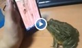 Жаба играе на мобилен телефон