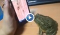Жаба играе на мобилен телефон