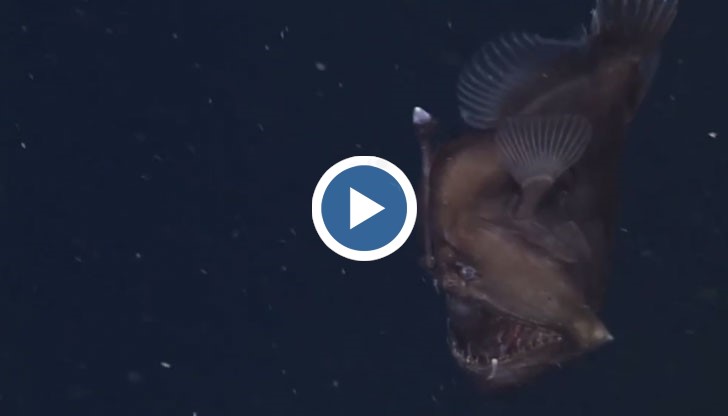 Черният морски дявол е хищник, живее в дълбините и хваща жертвите си от засада