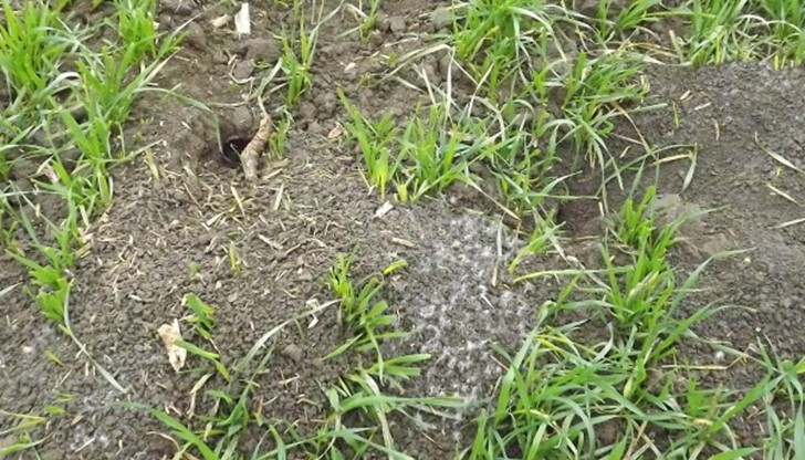 Сигнал за отровени диви птици от примамки за борба с полските мишки са получени в Регионалната инспекция по околната среда и водите (РИОСВ) в Русе Сигнал за отровени диви птици от примамки за борба с полските мишки са получени в Регионалната инспекция по околната среда и водите (РИОСВ) в Русе