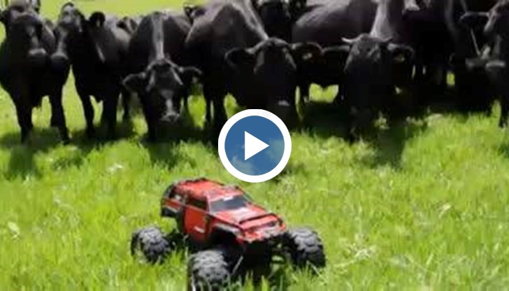 Заслужава си да се види как биковете реагират и гонят дистанционната играчка!