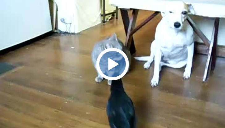 Учени подложили 6 диви гарвана на поредица тестове, които имали за цел да се разберат познанията им за причинно-следствена връзка.