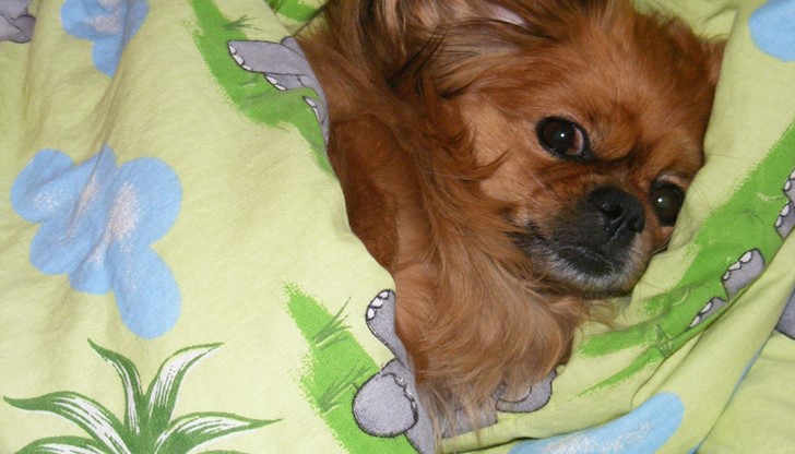 Стопани на домашни любимци настояват за умишленото им умъртвяване без основателни причини