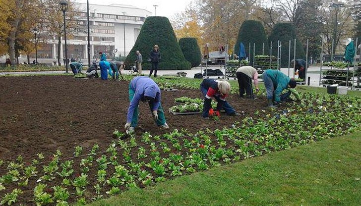 "Паркстрой" започнаха подмяната на летните със зимни видове в двата квадрата край Паметника на свободата "Паркстрой" започнаха подмяната на летните със зимни видове в двата квадрата край Паметника на свободата