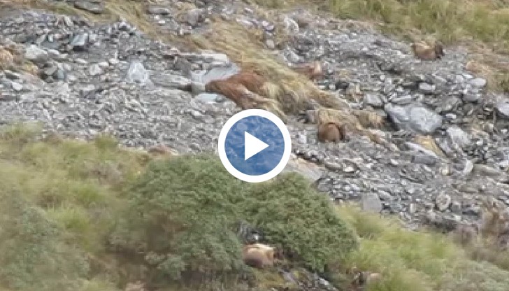 Преди да натиснете бутона за пускане на видеото едва ли дори може да предположите, че те са там.