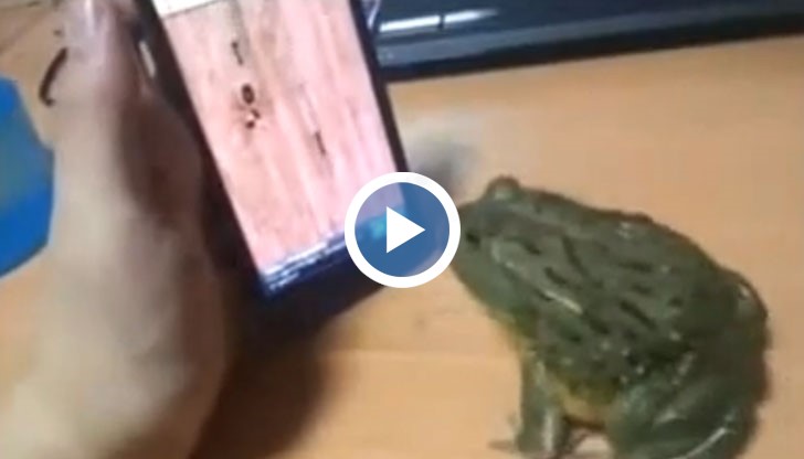 Жаба играе на мобилен телефон