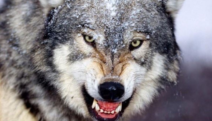 Гладните вълци са едри и се движат на глутници по 5-6 животни