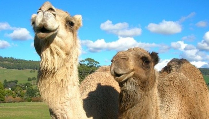 Билетите са на цени между 6 и 15 лева - на касата на ДКС "Васил Левски" и в мрежата на Ивентим