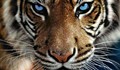Тигър избяга от столичния зоопарк