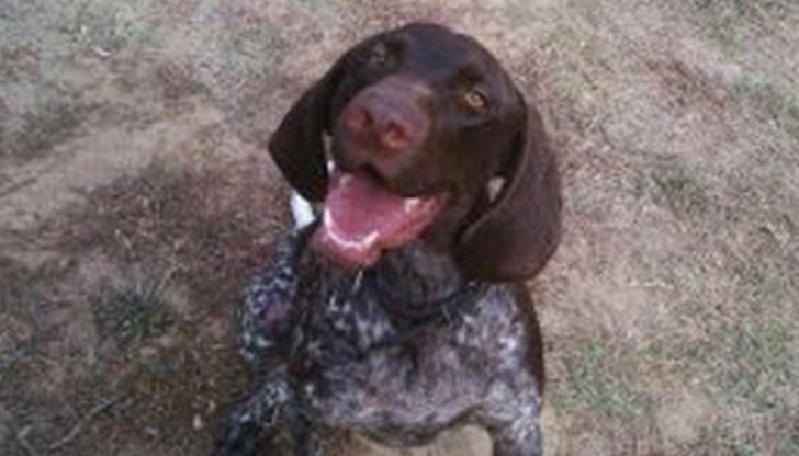 Молба за помощ за изгубено куче в Русе