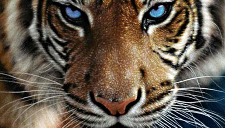 Тигър излезе от клетката си в столичния зоопарк. Тигър излезе от клетката си в столичния зоопарк.