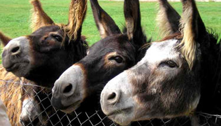 Сдружение “Ветеринари в действие” нае 200 дка общинска земя край гоцеделчевското с. Баничан, за да строи приют за стари магарета Сдружение “Ветеринари в действие” нае 200 дка общинска земя край гоцеделчевското с. Баничан, за да строи приют за стари магарета