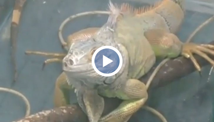 Какво се случва обаче с екзотичните ни домашни приятели, ако вече не можем да се грижим за тях