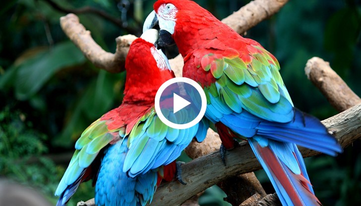 „Джунгла в мола” представя над 30 уникални папагала