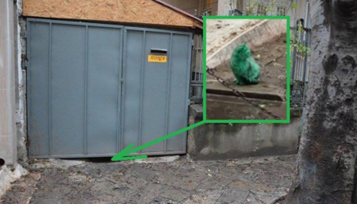 Зелената котка във Варна се превърна в сензация не само в цялата страна, но и извън пределите на родината ни.