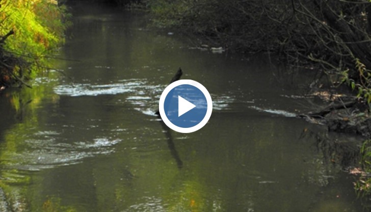 Нивото на Русенски Лом в района на Красен се е качило тази нощ с 15 сантиметра.