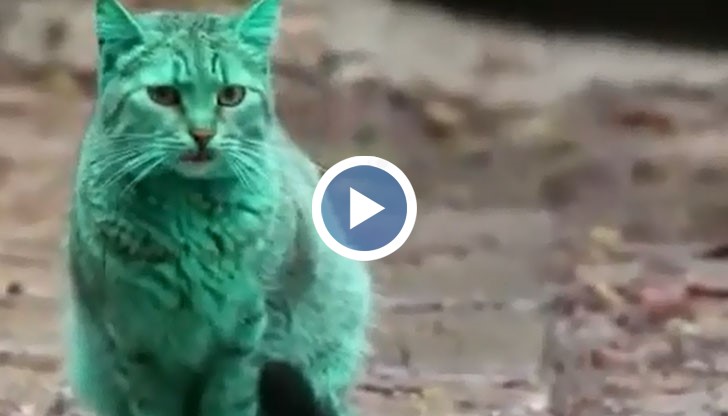 Котката вече не е била виждана между два и три дни