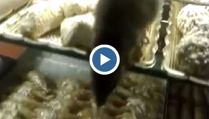 Кадрите са запечатани от грък, студент от Пловдив.