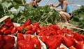 Испания търси здрави берачки на ягоди