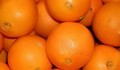 Гръцки портокали с гени от прасета заливат пазара