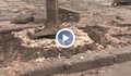 Премахнаха девет пъна на отрязани дървета на улица „Баба Тонка” в Русе