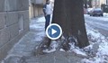 Опасно дърво тормози русенци на улица „Драган Цанков”
