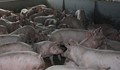 Китай заплашва света със "свински апокалипсис"