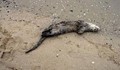 Застреляна видра на плажа край Какао бийч