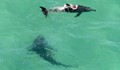 Бели акули хвърлиха в паника туристите в Австралия