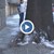 Опасно дърво тормози русенци на улица „Драган Цанков”