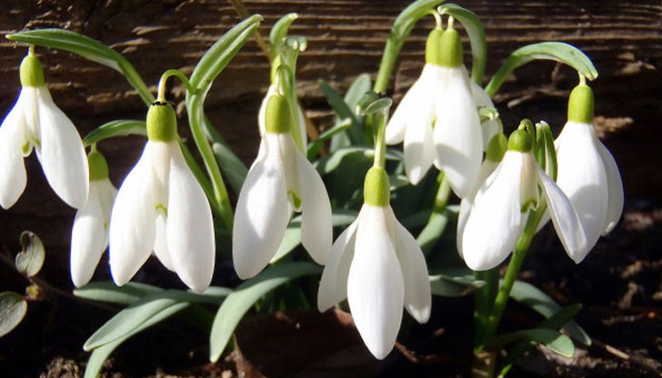 Февруари ще бъде месец на контрастите – ще има и по-обилни снеговалежи, но и дни с температури до 20 градуса