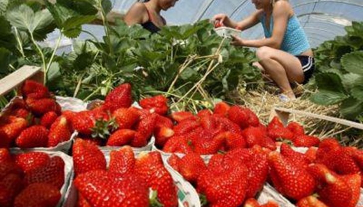 Агенцията по заетостта информира, че набирането на кандидатки за бране на ягоди в Испания се удължава