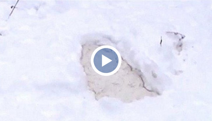 Срещата с Йети е станала на около 1000 метра надморска височина