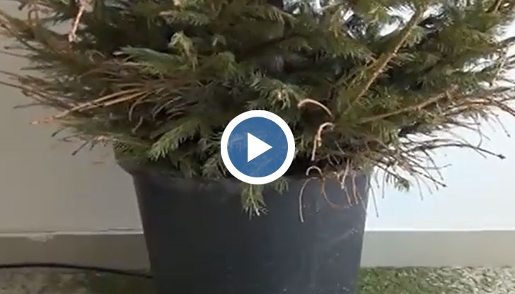 Естествените елхи не са това, което бяха!