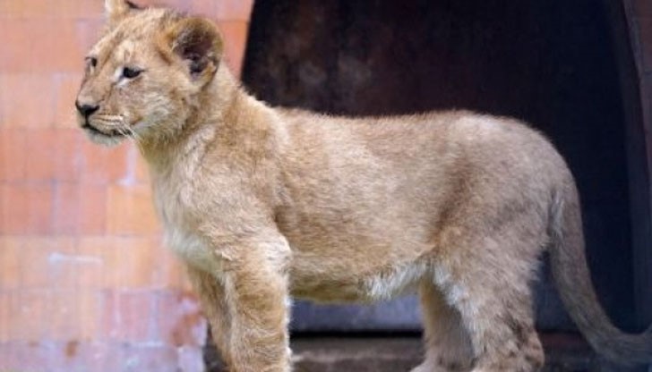 Три новородени хищници бяха кръстени официално от осиновителите си днес