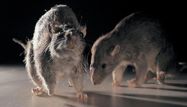 Плъх нагриза дете, докато спяло в детското си креватче у дома в шуменското село Драгоево