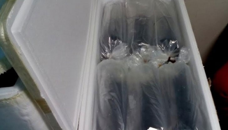 Змиорките са били в 8 контейнера от стиропор в чекирания багаж