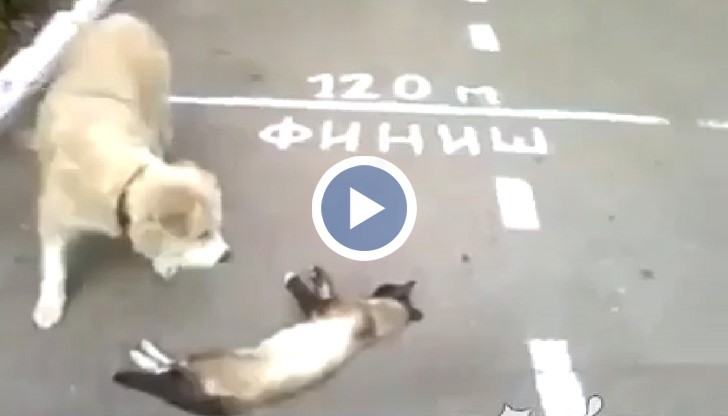 Тази котка се прави на умряла, за да избегне атаките на куче.