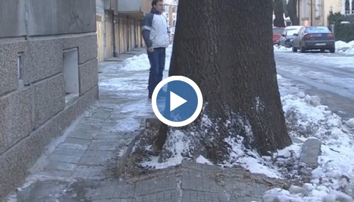 Огромно дърво вече 5 години нанася щети на жилищна кооперация на улица „Драган Цанков” в Русе.