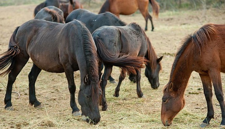 Нелегалните касапници се снабдявали с коне от Румъния, без да е ясен произходът на живата стока