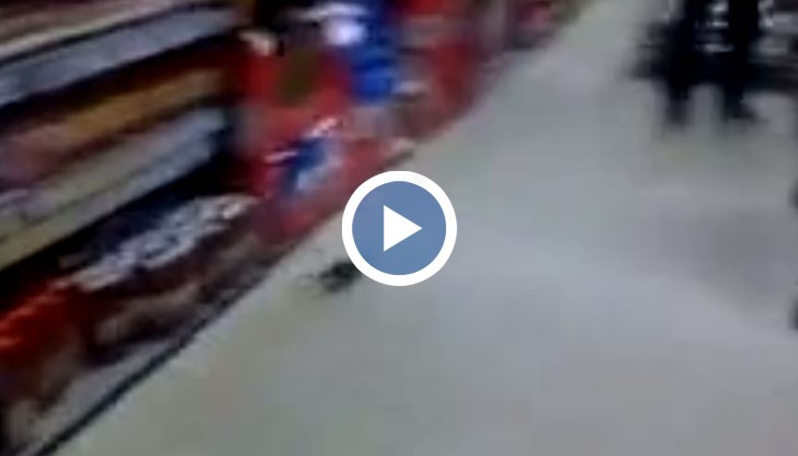 Потресени клиенти заснеха огромен гнусен плъх, който обикаля между стелажите на Kaufland