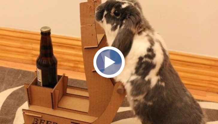 Културният заек се казва Уолъс и е родом от Брукли