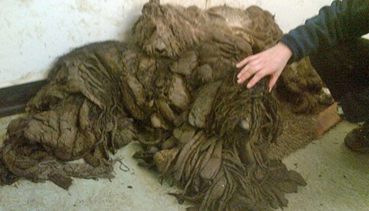 Какво виждате на снимката?