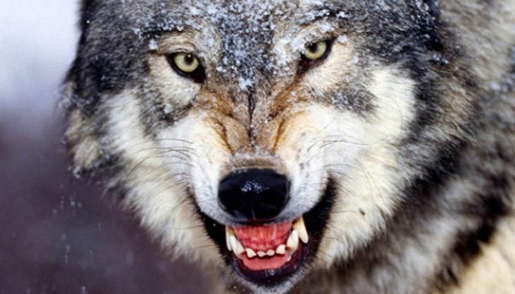 Вълци тормозят отново жители и животновъди в карловско